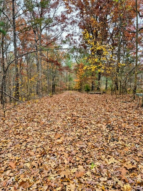 Lot #3 #4 #5 & 37.66 acre Bear Run Trail 3, Benton, KY 42025