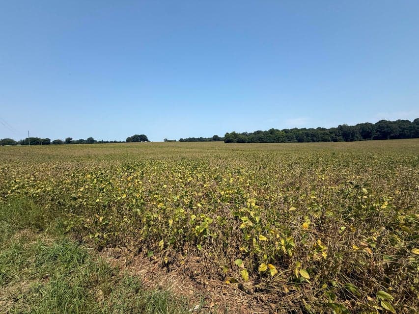 00 Palestine Church Road, Dexter, KY 42036